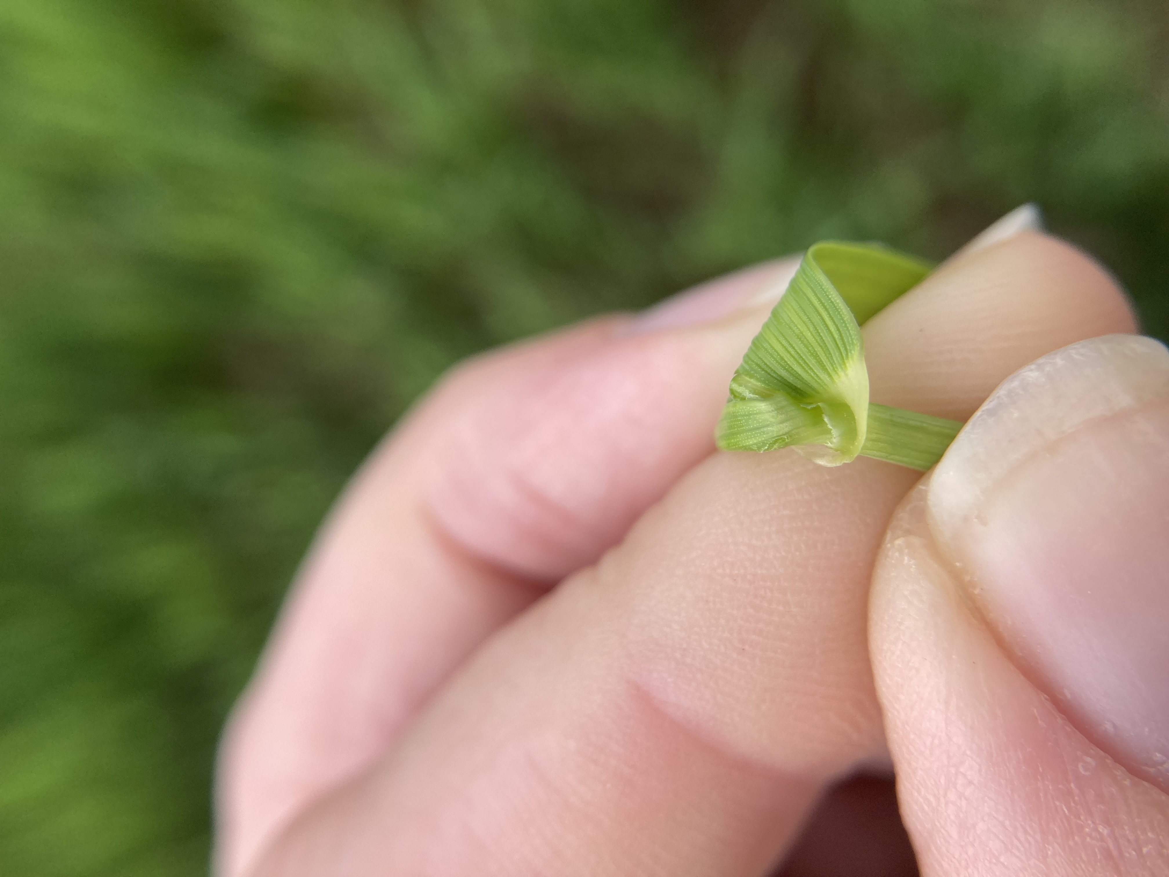 A small wheat sprout held between a thumb and forefinger.
